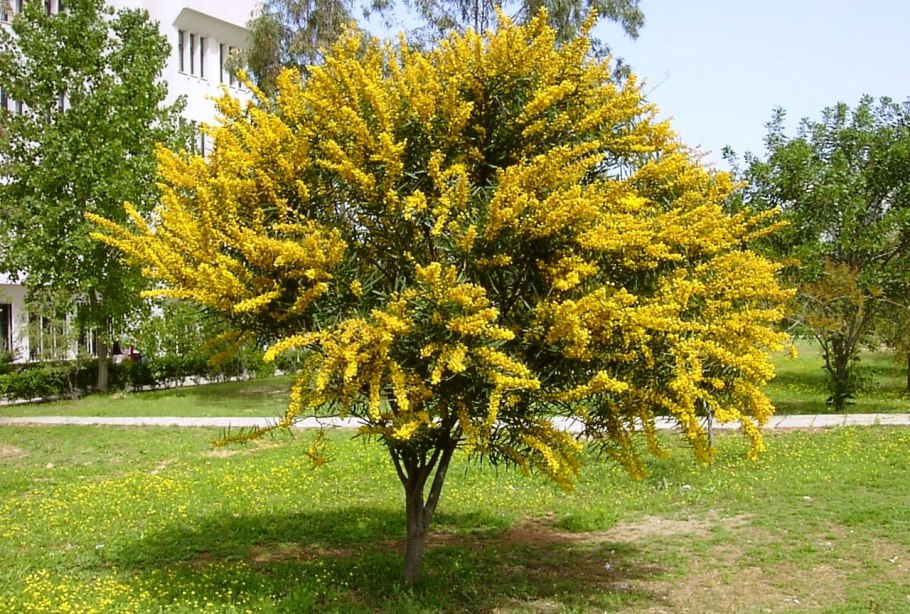 Акация желтая Caragana arborescens
