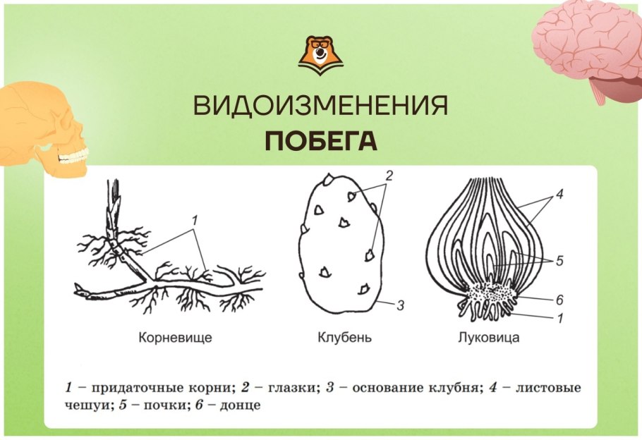 Клубнелуковица метаморфоз побегов