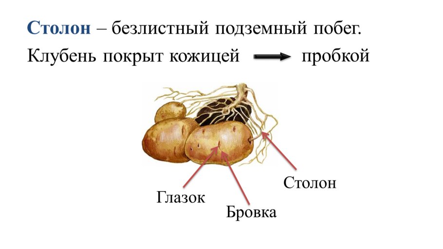 Макростробилы сосны обыкновенной