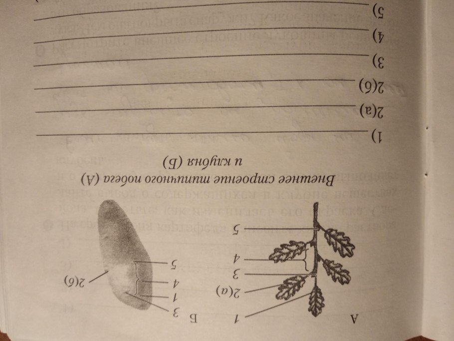 Сосновые почки