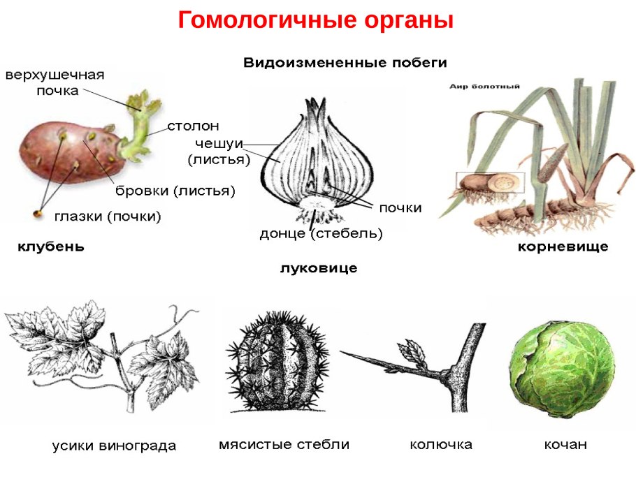 Микростробилы сосны обыкновенной