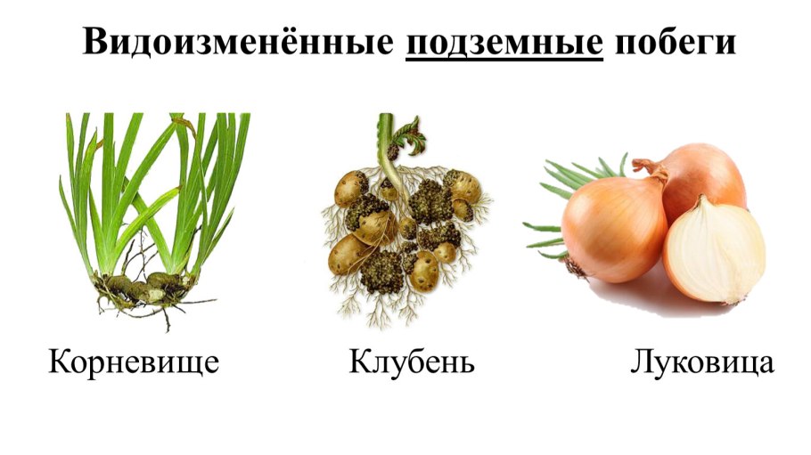 Голосеменные хвойные