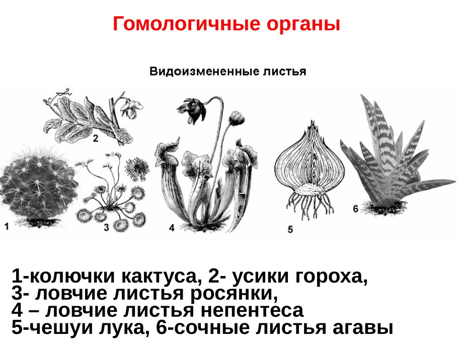 Ель Сибирская стробилы