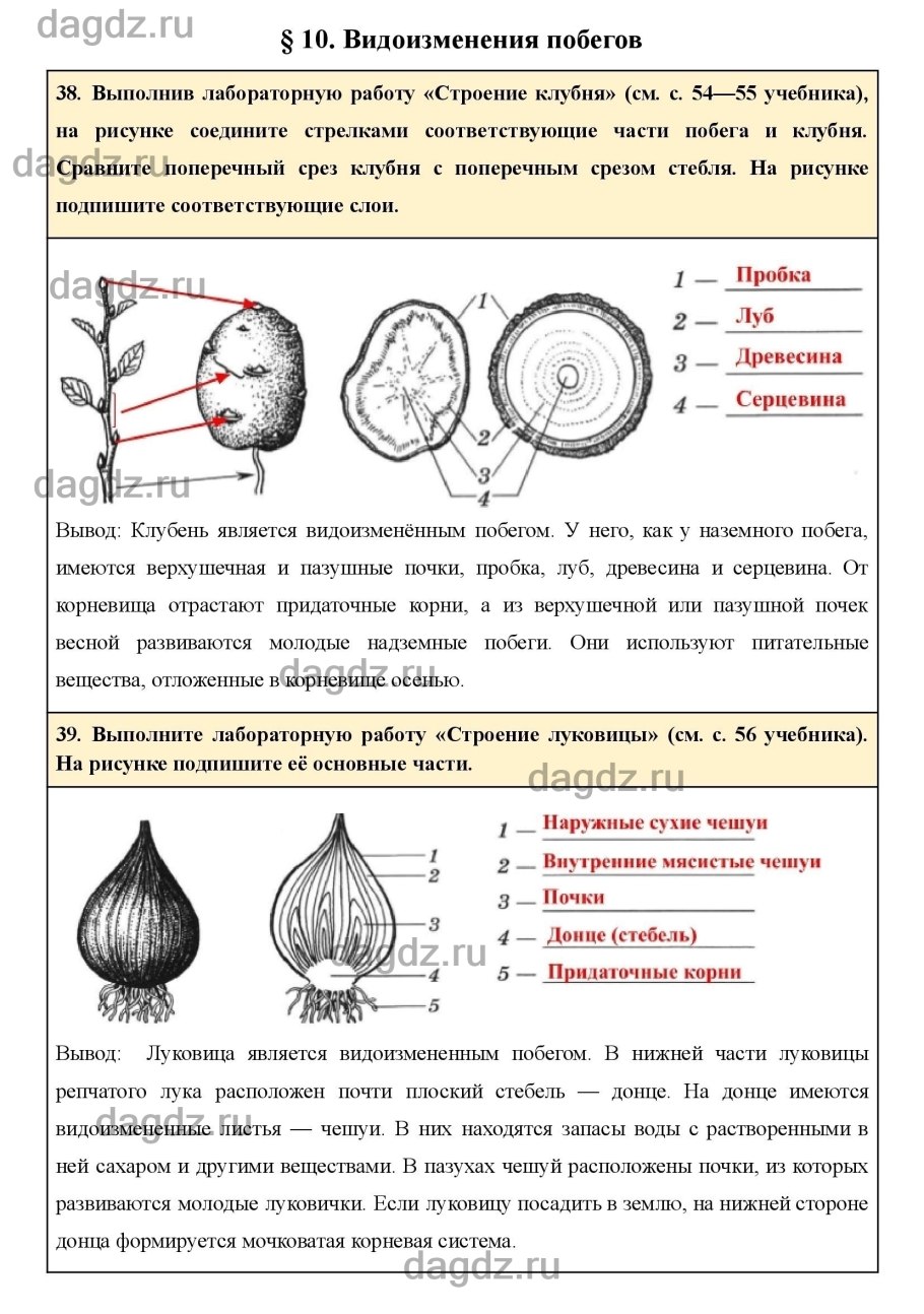 Рисунок шишки сосны обыкновенной