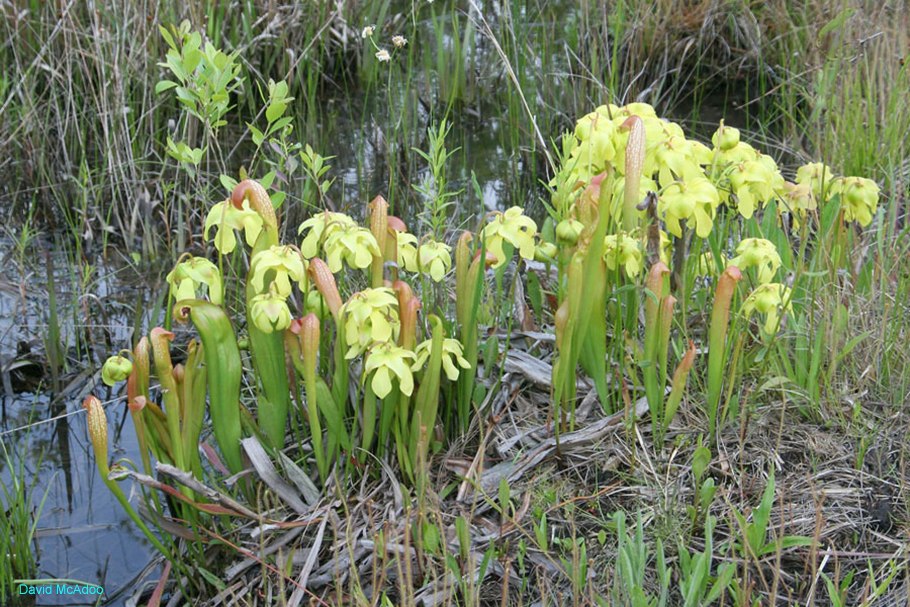 Саррацения (Sarracenia)