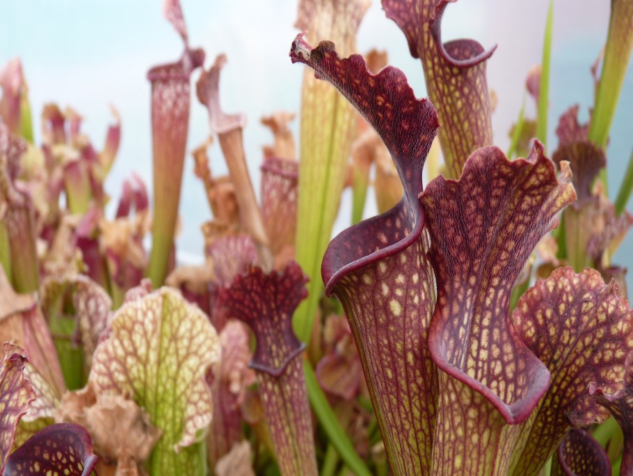 Саррацения (Sarracenia)