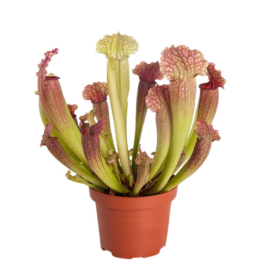 Саррацения Лейкофула