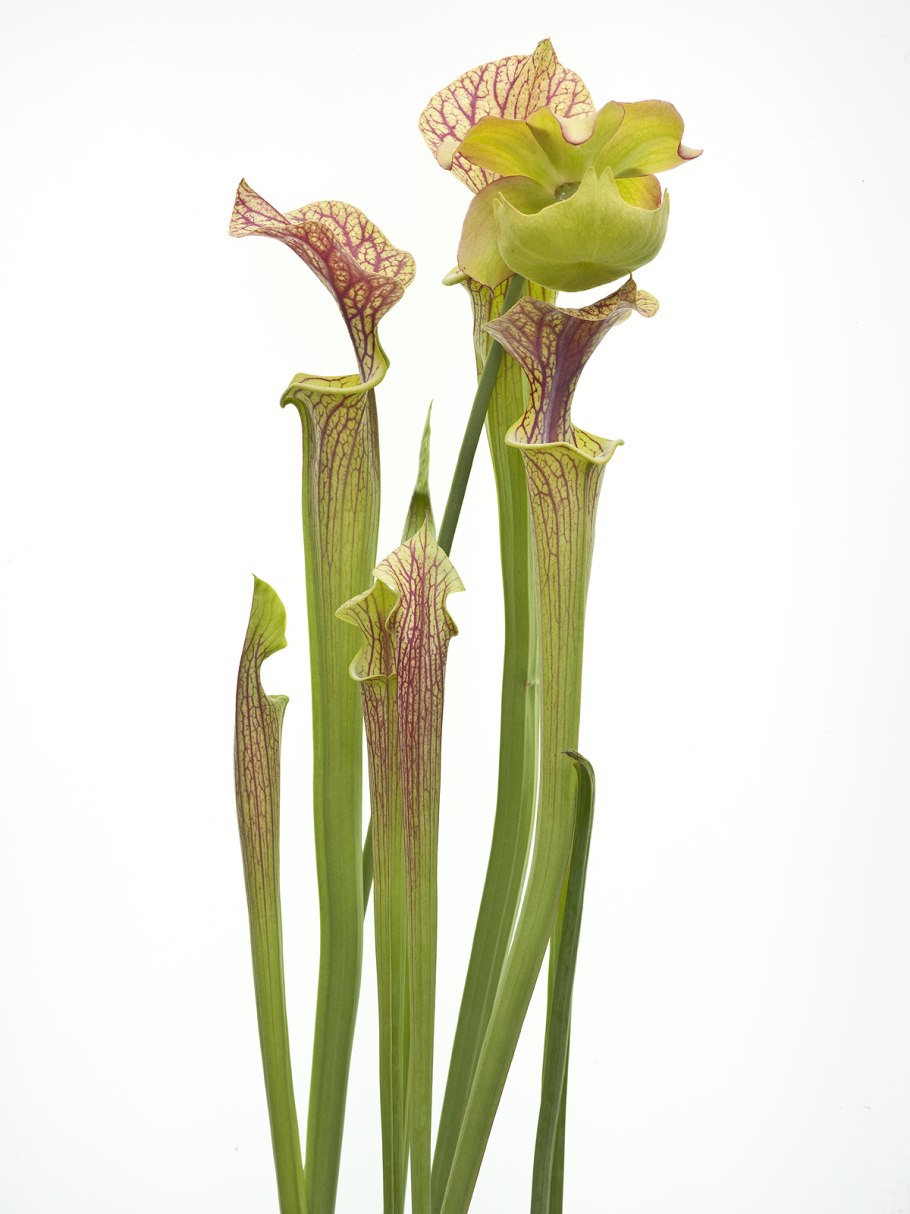 Sarracenia farnhamii