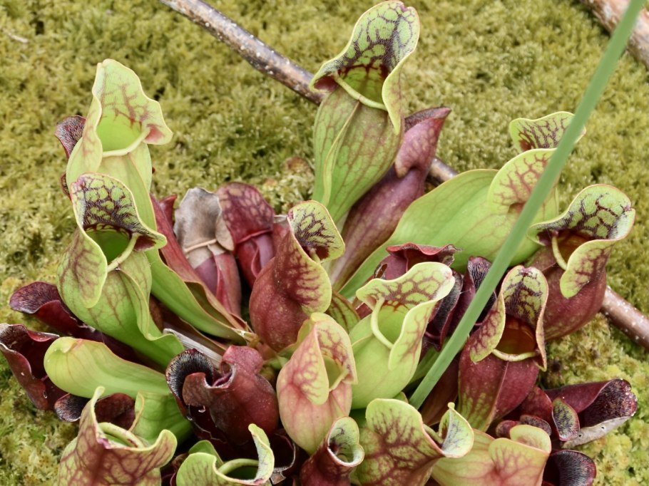 1. Саррацения (Sarracenia)