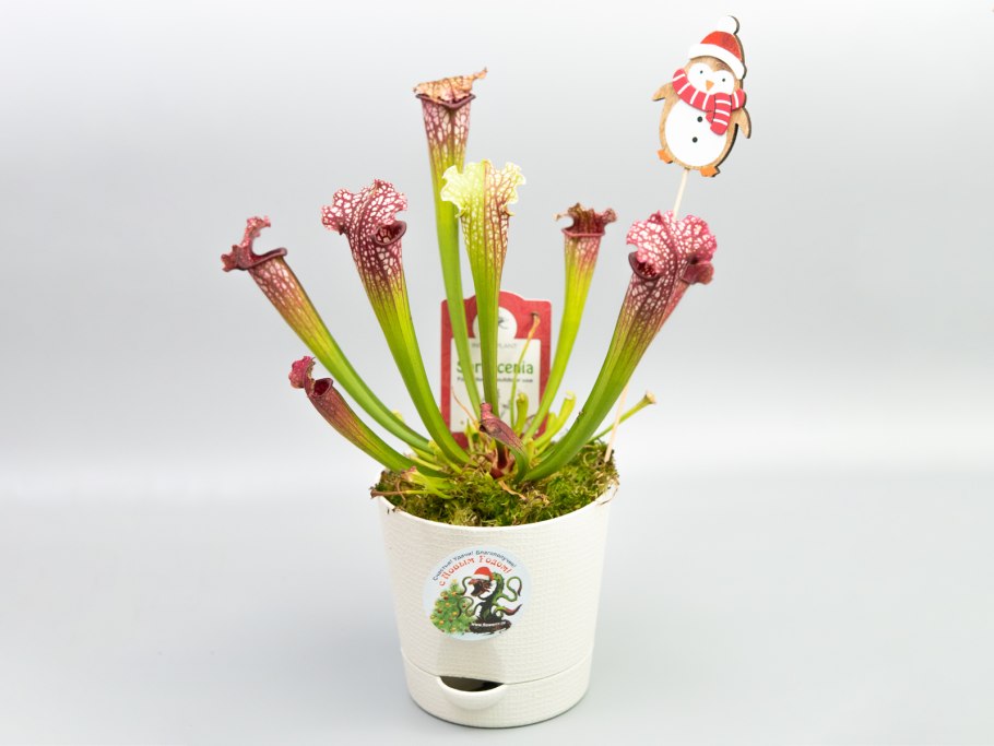 Саррацения Фарнхами