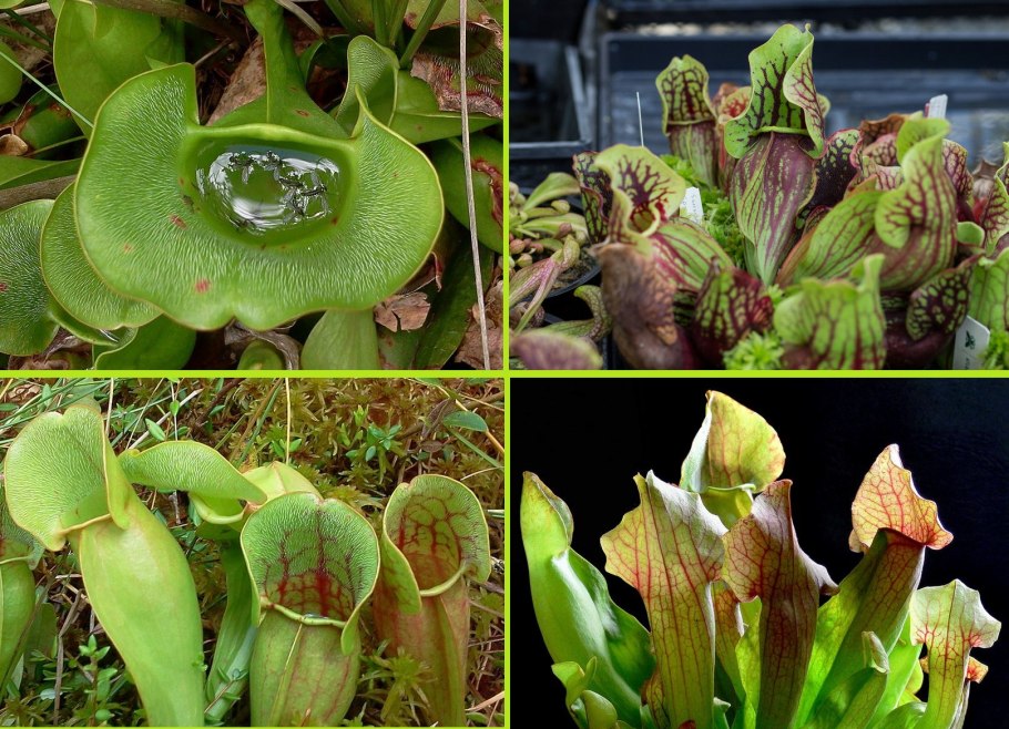 Саррацения (Sarracenia)