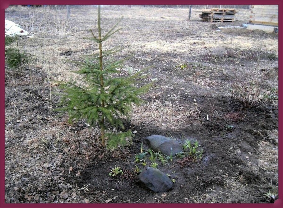 Приствольный круг у туи