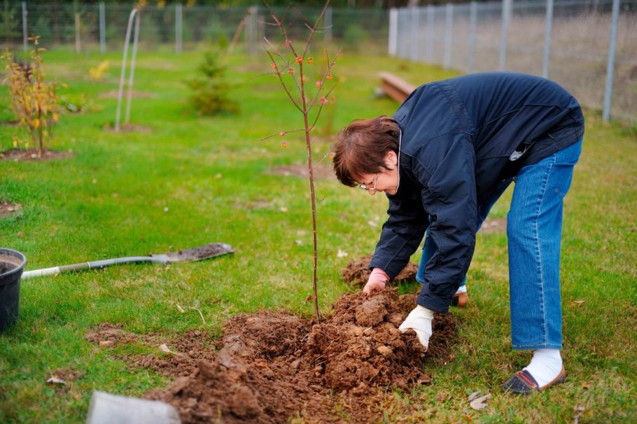 Хвойники туя