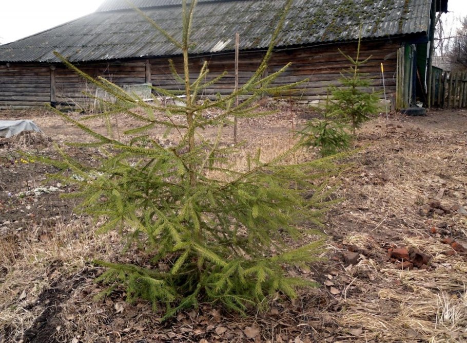 Туя Смарагд осенью