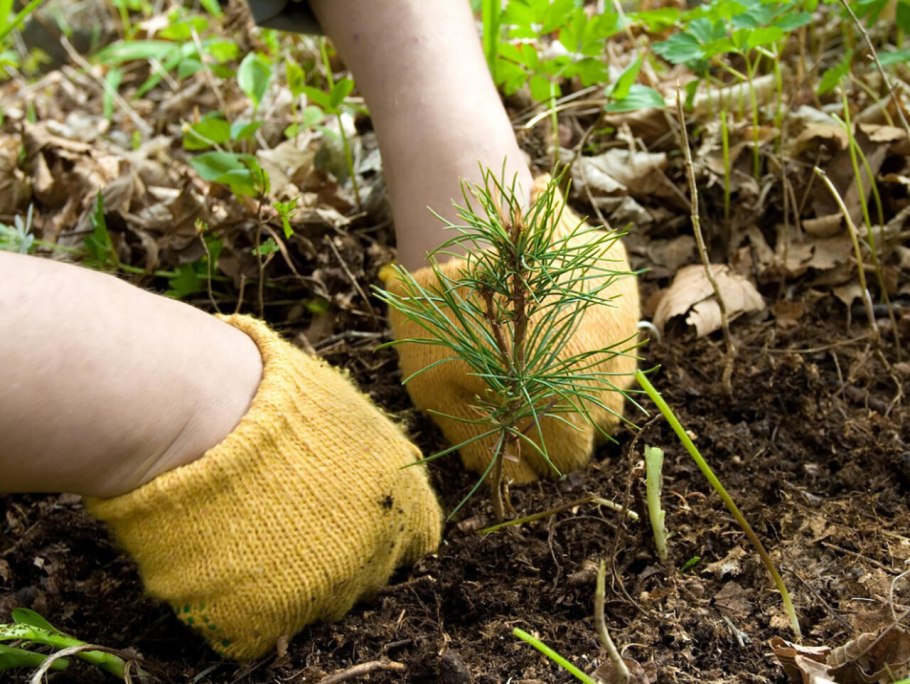 Высадка саженцев