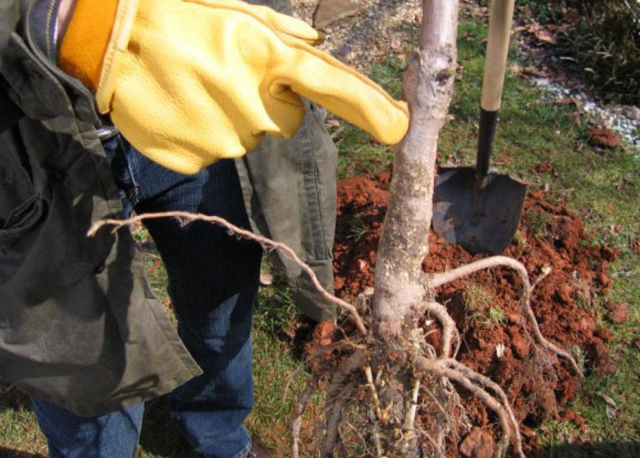 Посадка саженцев