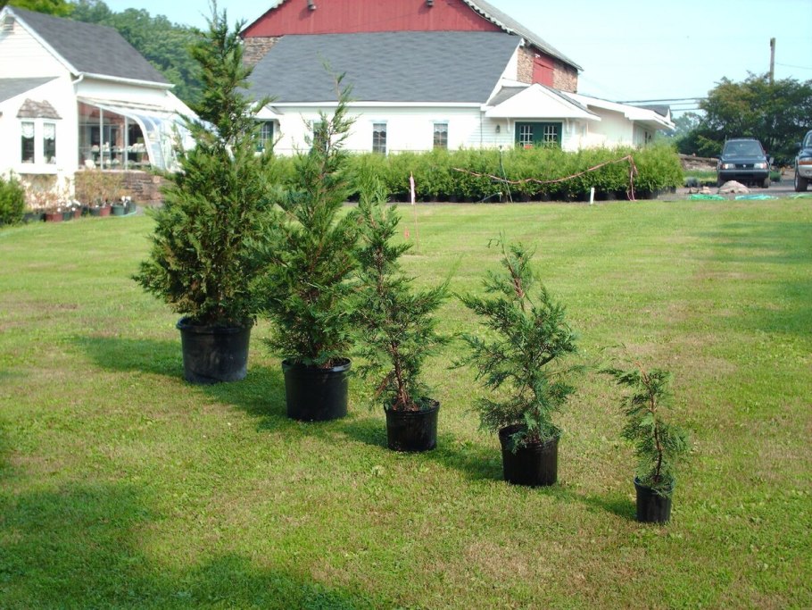 Выкопка деревьев в лесу