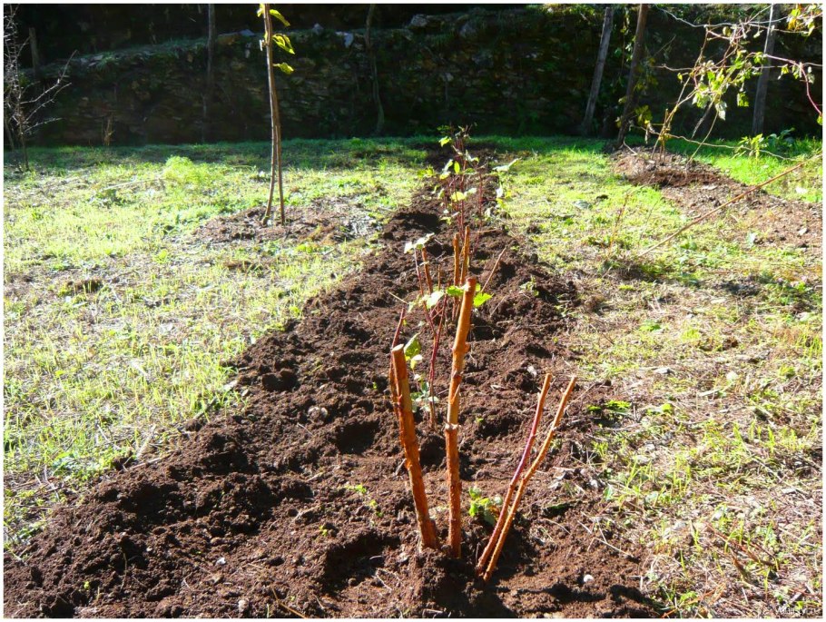 Посадка елок на участке