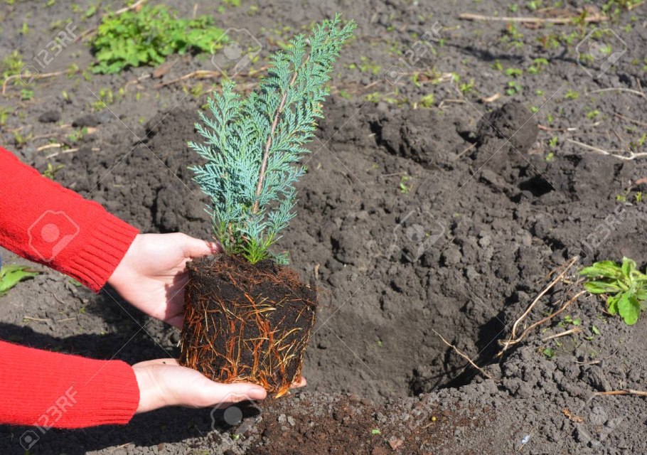 Пересаживание растения с комком почвы