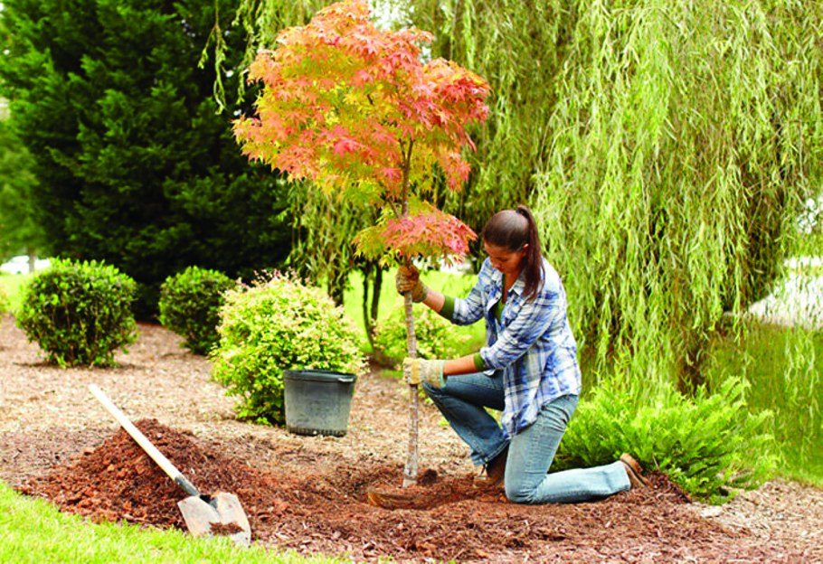 Сосна Кедровая Сибирская Росток