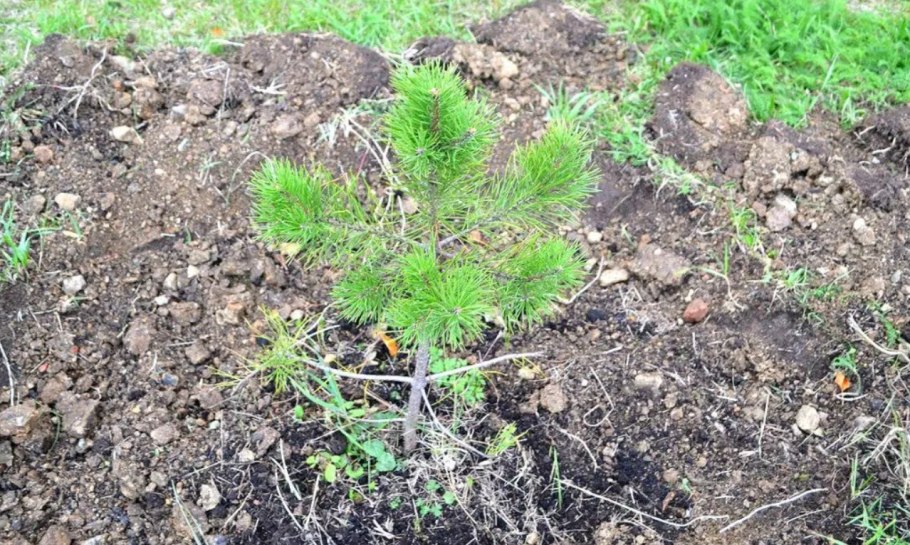 Посадка голубой ели