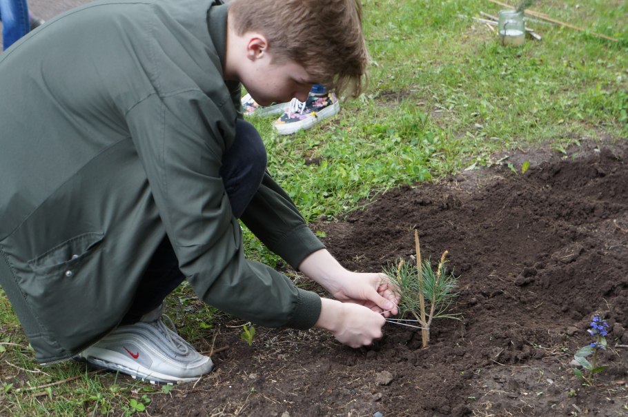 Посадка деревьев