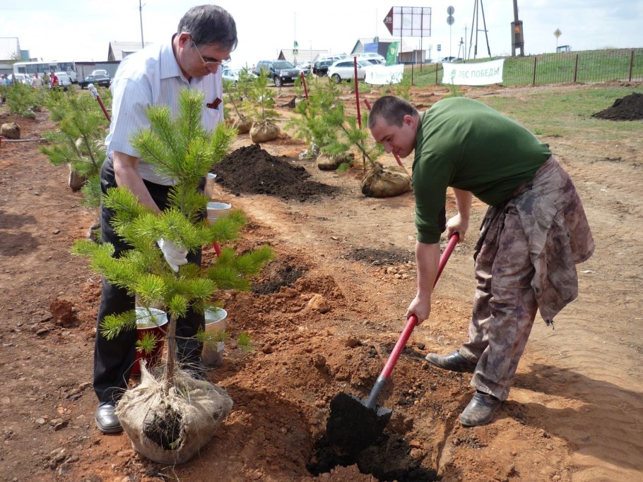 Высадка саженцев кедра