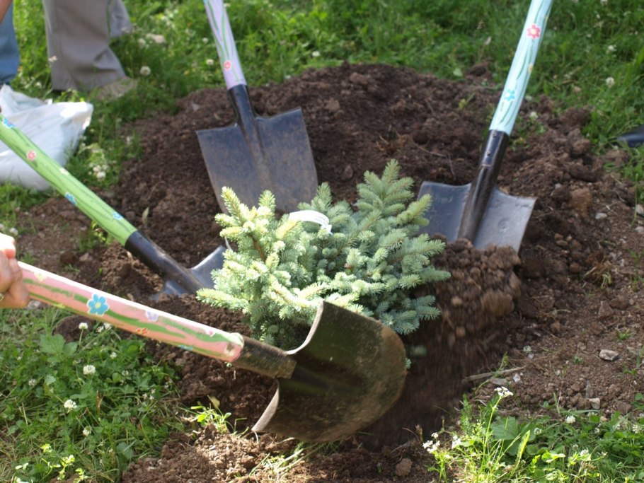 Высаживание саженцев елки пихты сосны