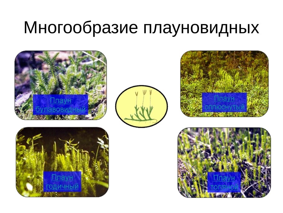 Жизненный цикл плауна булавовидного схема