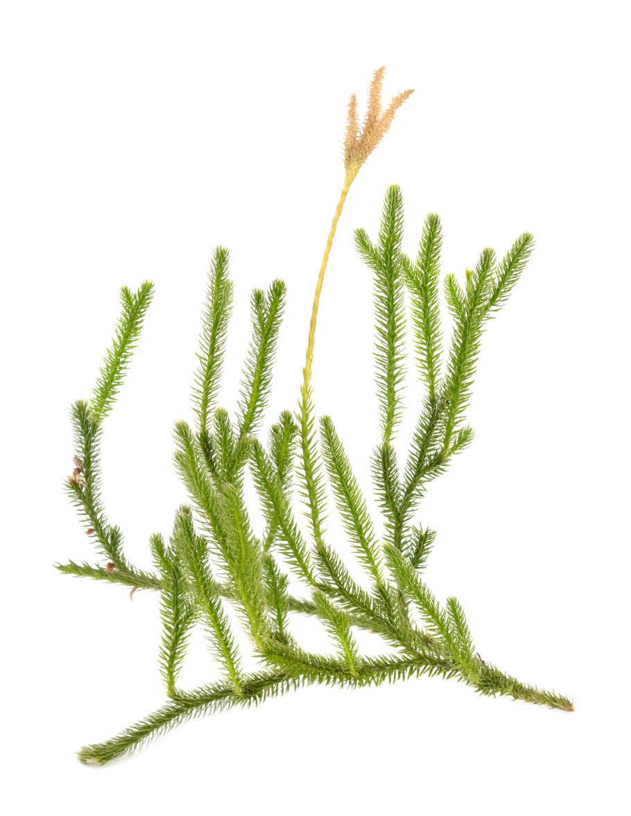 Плаун можжевельниковый