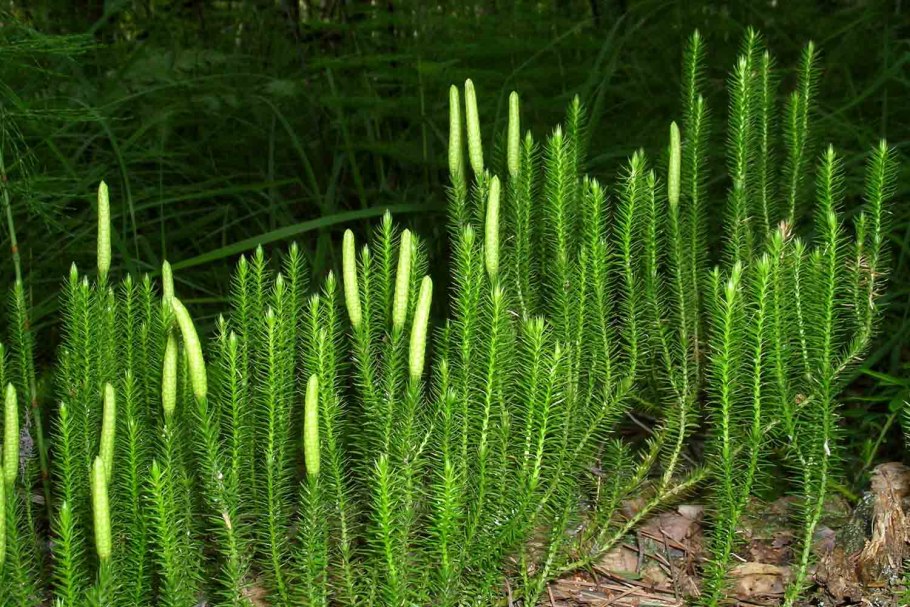 Плаун булавовидный среда