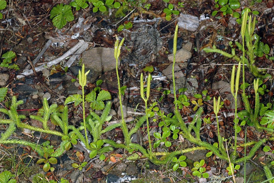 Плауна Lycopodium annotinum