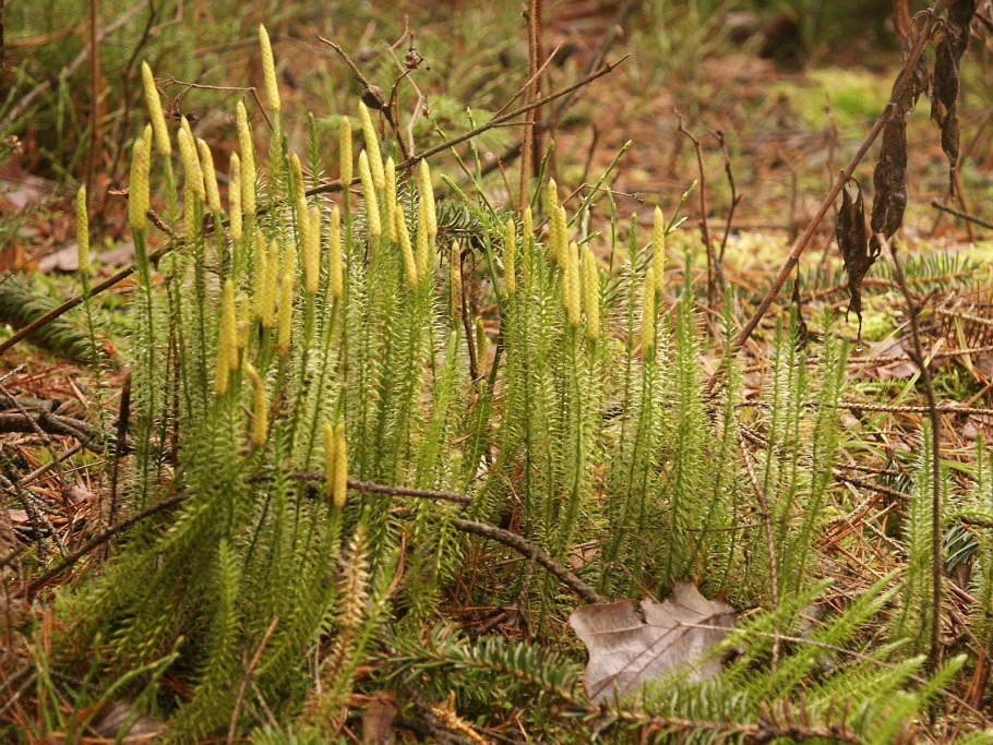 Плаун булавовидный (Lycopodium clavatum)