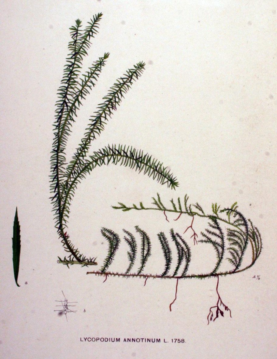 Спорангии плауновидных