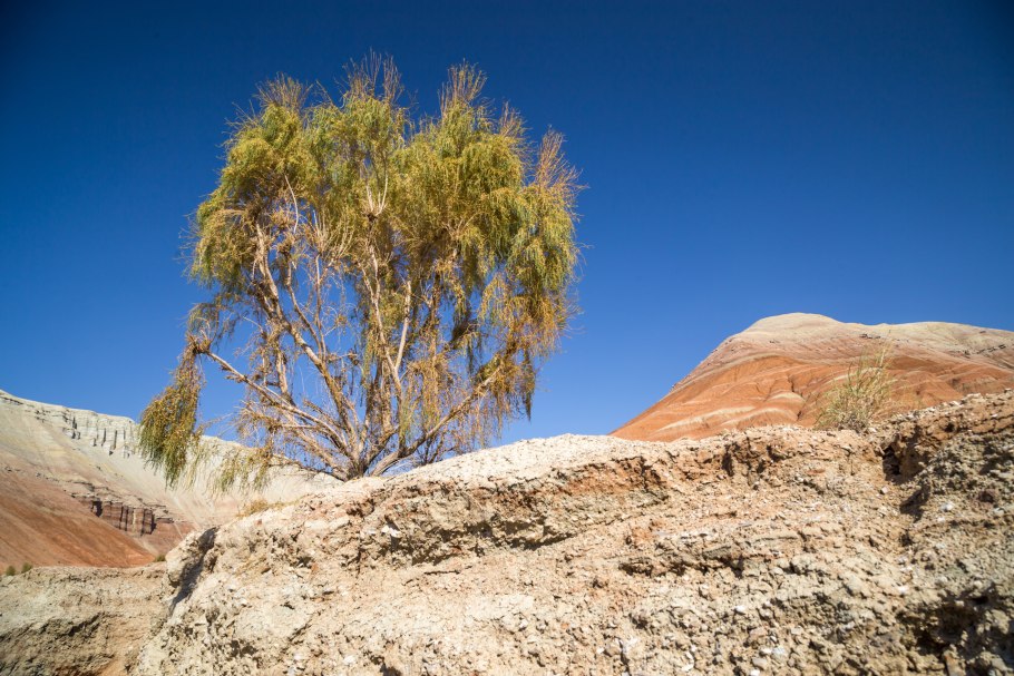 Саксаул белый (Haloxylon persicum)