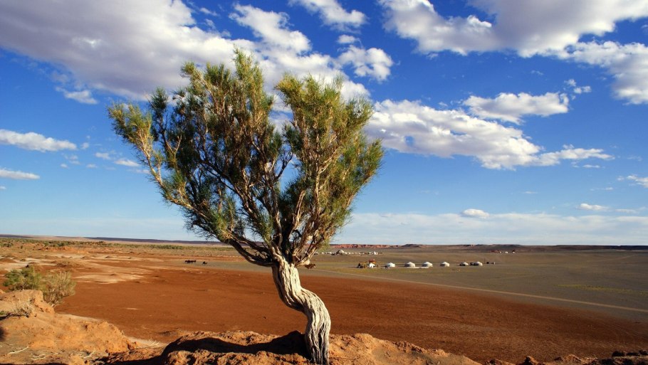 Саксаул Зайсанский