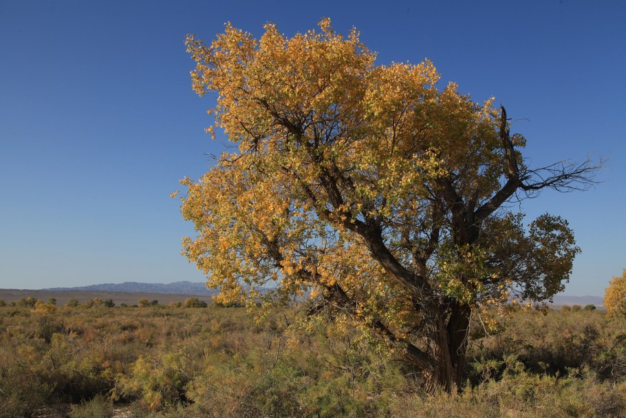 Пески пустыни Кызылкум