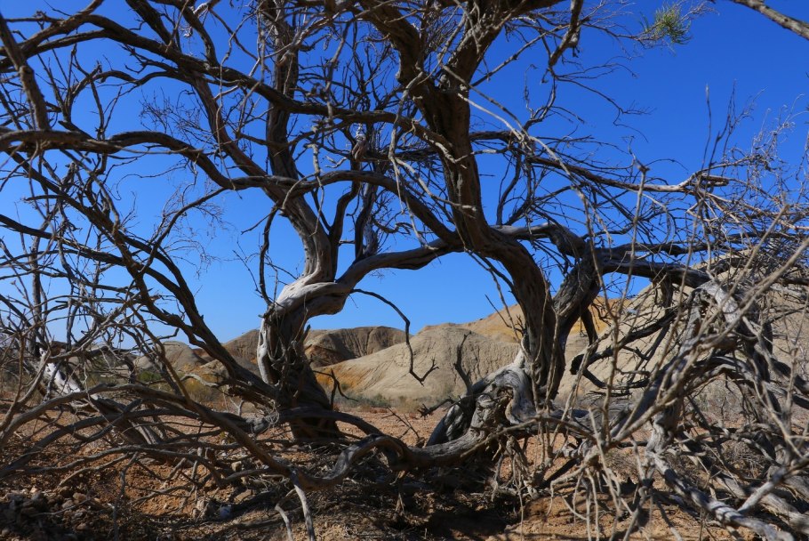 Саксаул ксерофит