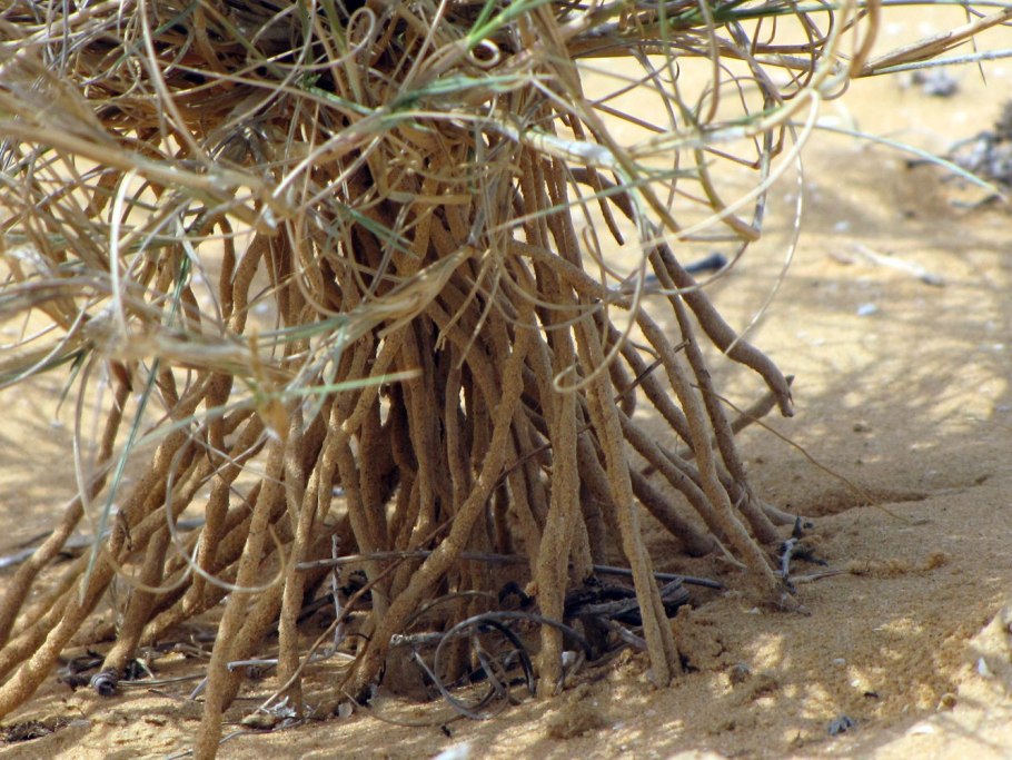 Саксаул и верблюжья колючка