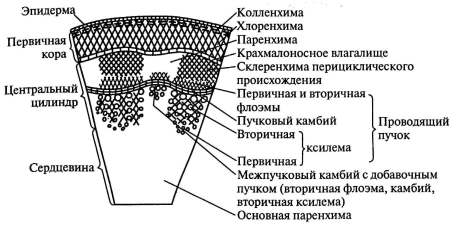 Анатомическое строение стебля двудольного травянистого растения