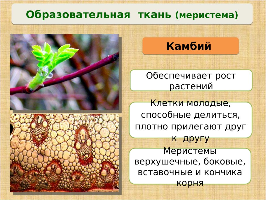 Ксилема растений схема