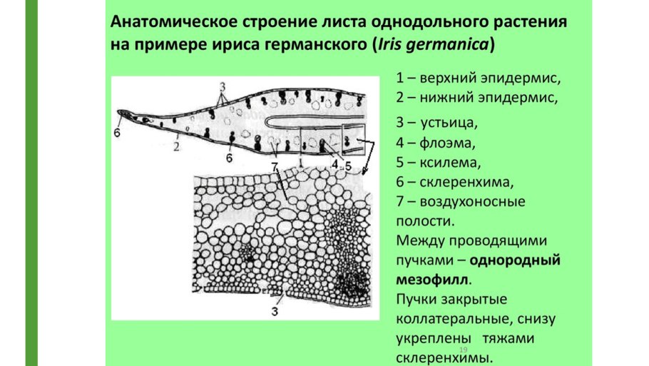 Тканини рослин
