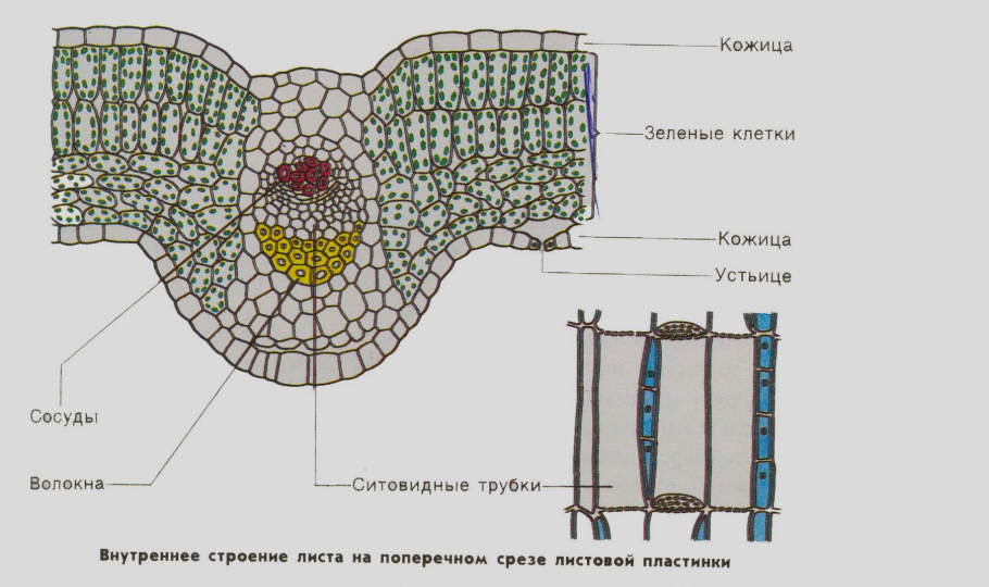 Ткани растений ризодерма
