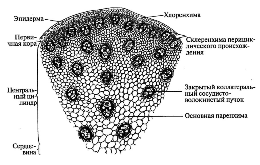 Поперечный срез стебля Соломины