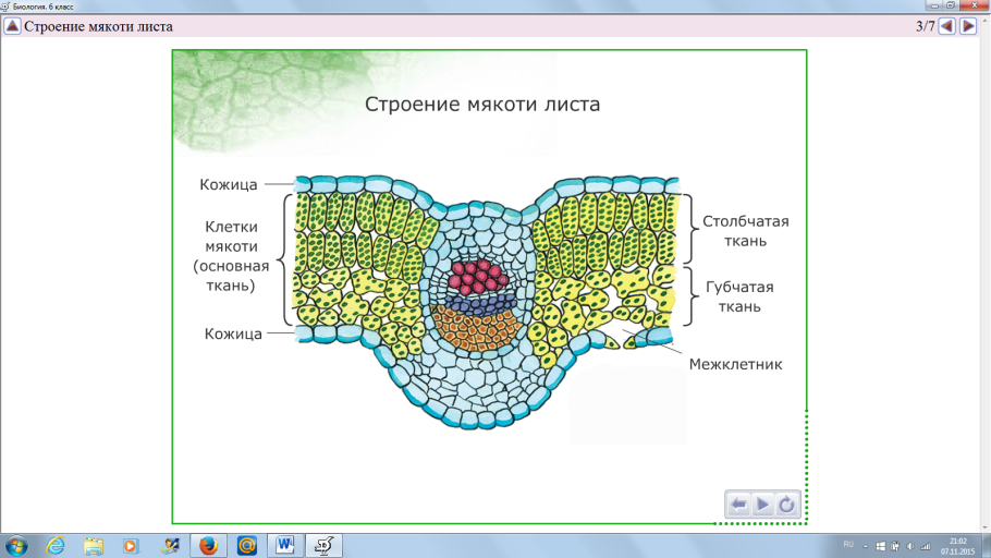 Ксилема и флоэма в листе