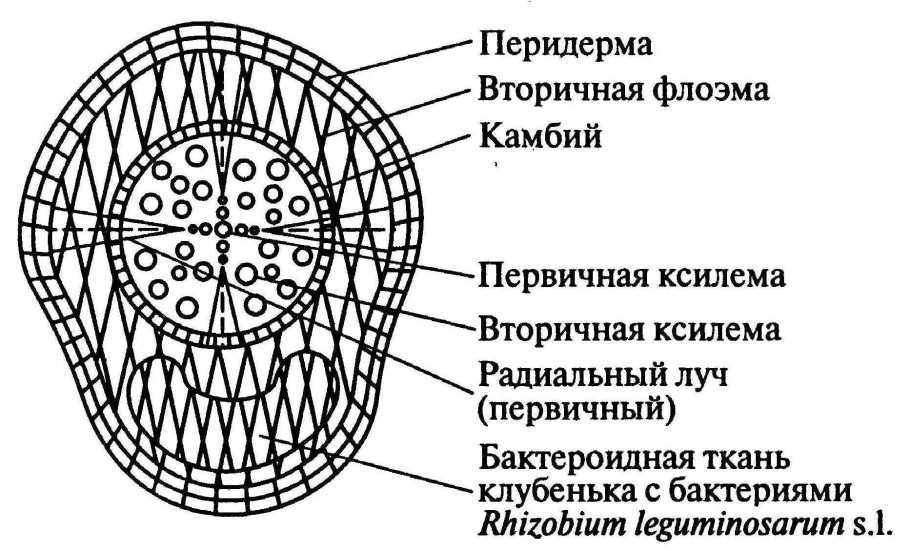 Поперечный срез корня люпина с клубеньком