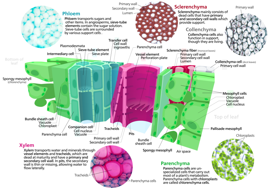 Phloem diagram