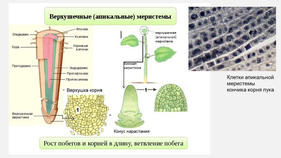 Первичное строение стебля двудольных растений