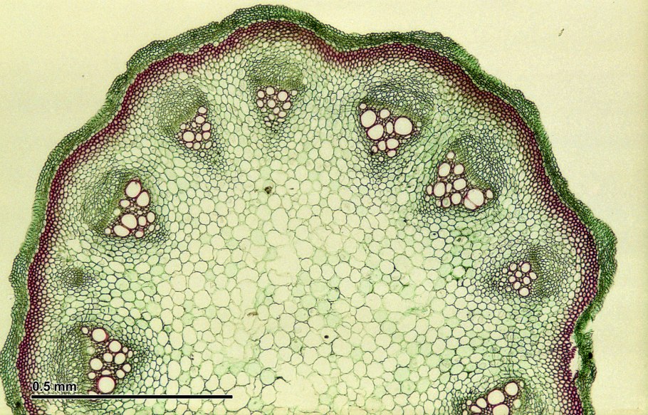 Phloem diagram