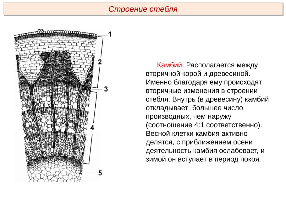 Внутреннее строение стебля камбий